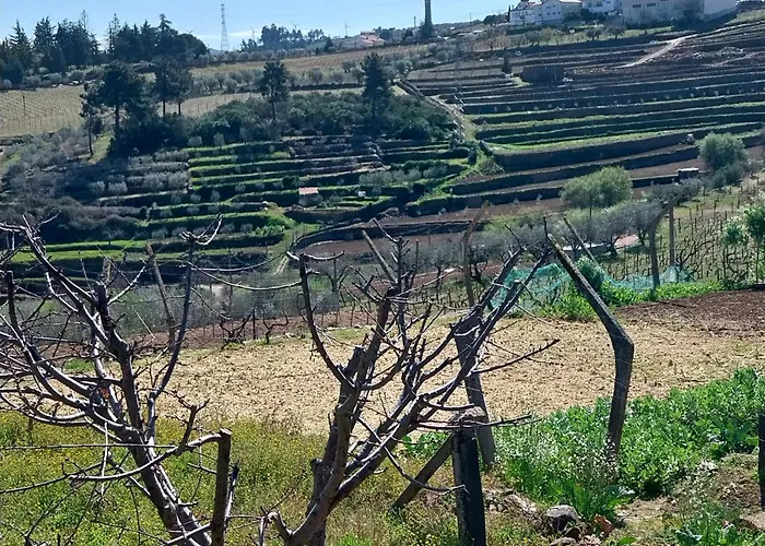 Douro Feels Like * Fontelo (Viseu)